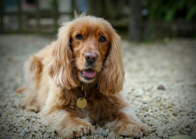 Close-up portrait of dog