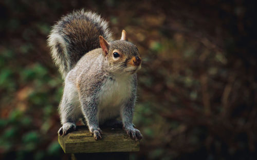 Close-up of squirrel