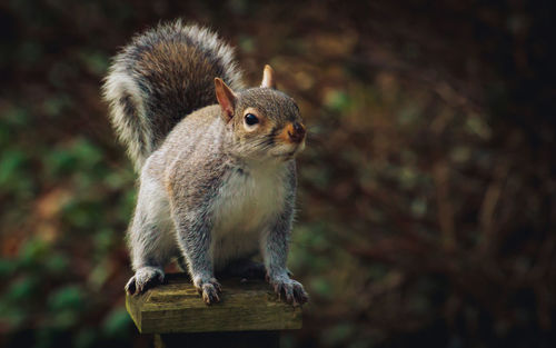 Close-up of squirrel.  standing on fence post.  great detail.