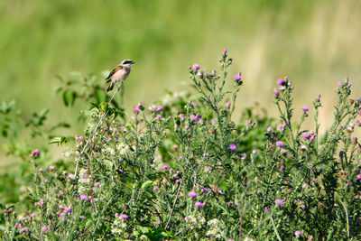 Bird perching on flowering plant