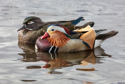 Duck swimming in lake