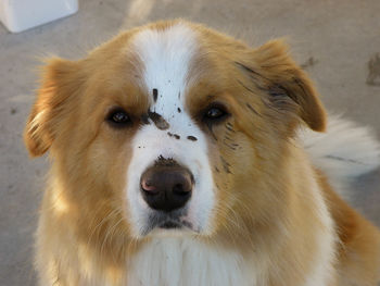 Close-up portrait of dog with dirt