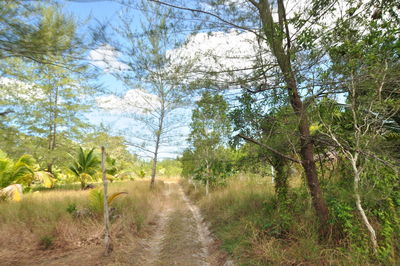 Road amidst trees in forest