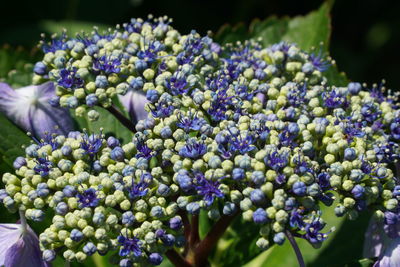 Hydrangea close-up