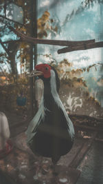 Close-up of bird in cage