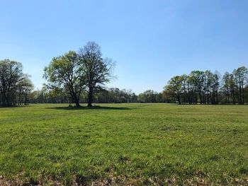 Trees on field against clear sky