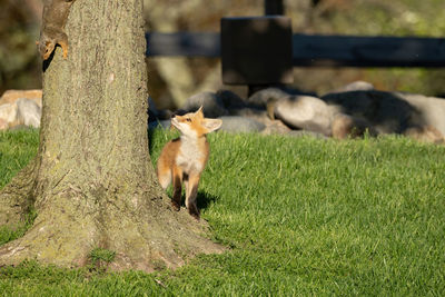 Red fox kit is spotted leaving the den and is curious of a tree