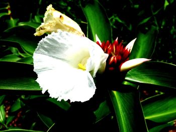 Close-up of white flower blooming outdoors