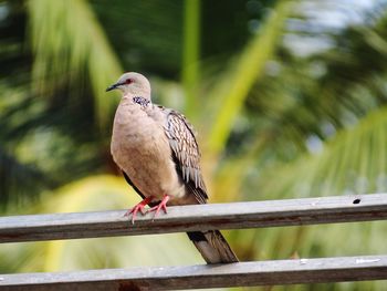 Close-up of bird perching on railing