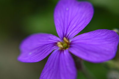 Close-up of purple flower blooming