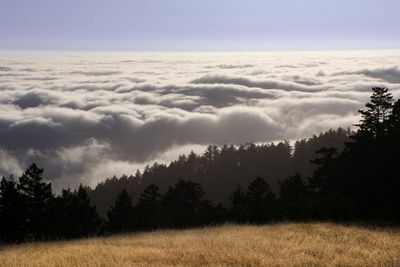 Scenic view of trees on field against clouds