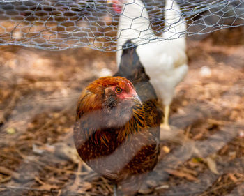 Brown chicken