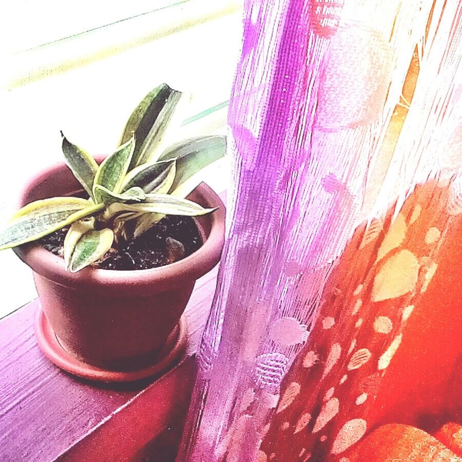 indoors, close-up, leaf, plant, freshness, potted plant, growth, flower, table, still life, no people, fabric, pattern, home interior, fragility, green color, textile, pink color, high angle view, nature