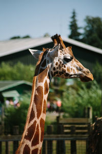 Close-up of giraffe