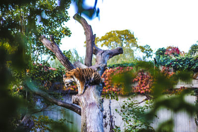 View of a tree