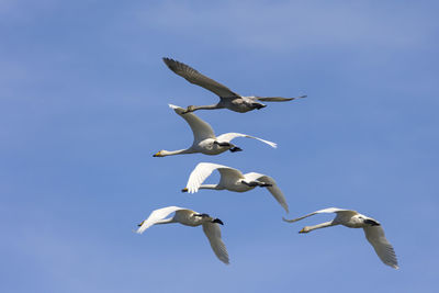 Low angle view of seagulls flying