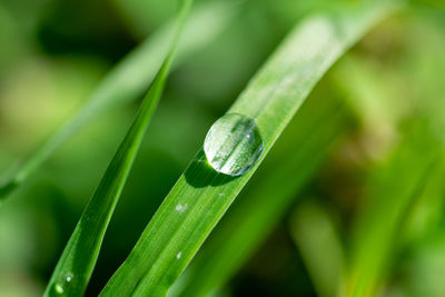 Close-up of raindrops on grass