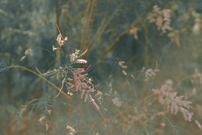 Close-up of frozen plant during winter