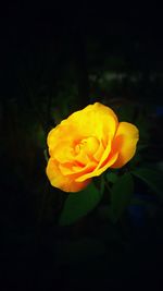 Close-up of yellow flower