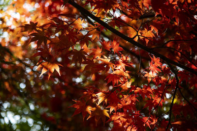 Close-up of maple leaves on tree during autumn 