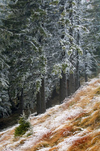 Frozen trees on mountain during winter