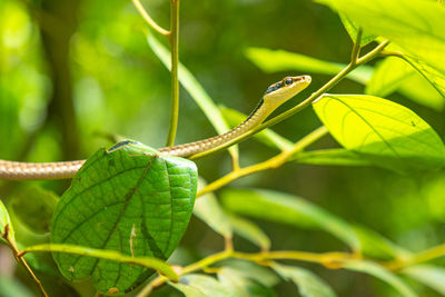 Close-up of insect on leaf