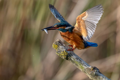 Kingfisher landing with a fish