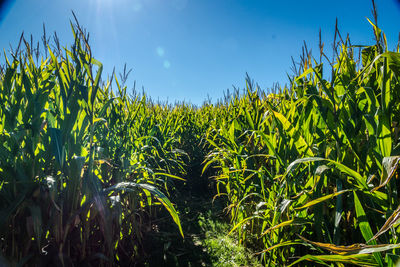 Plants growing on field against blue sky