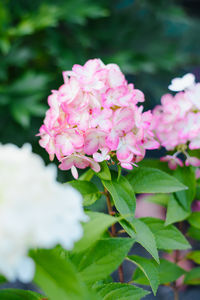 Close-up of pink flowering plant