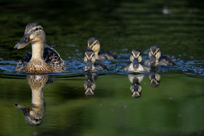 Birds swimming in lake