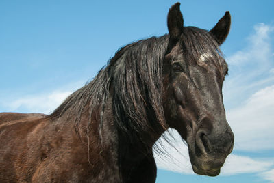 Close-up of a horse against sky