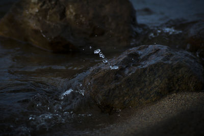 Close-up of turtle in water