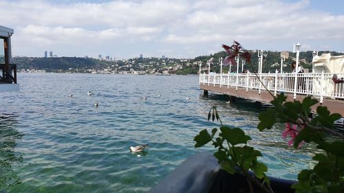 View of birds on bridge over river