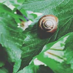 Close-up of snail on leaf