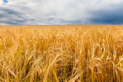 Wheat field against sky