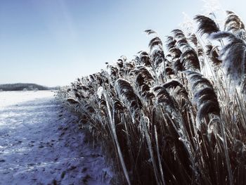 Low angle view of snow against sky