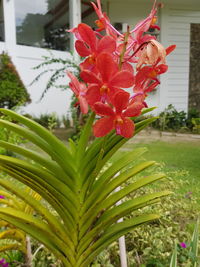 Close-up of red flowers blooming outdoors