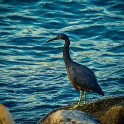 Gray heron by sea