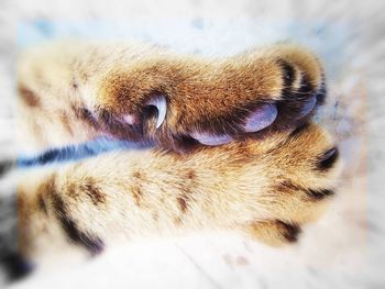 Close-up of cat sleeping