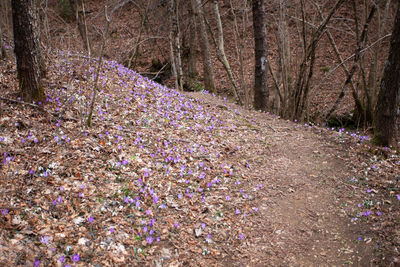 Purple flowering plant in forest