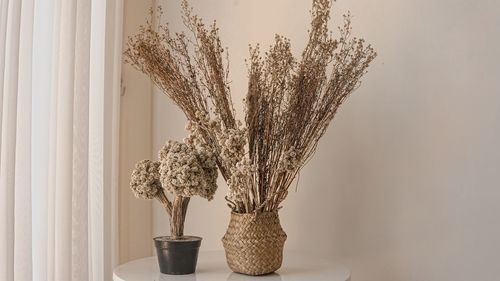 Potted plant on table