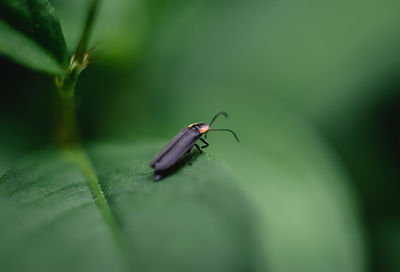 Close-up of insect on leaf