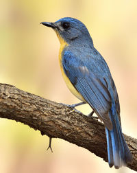 Close-up of bird perching on branch