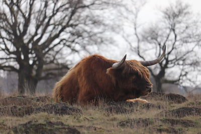 Cow in a field