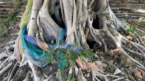 View of dead tree