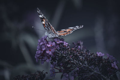 animal wildlife