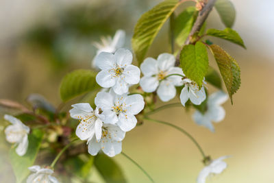 Close-up of white flowers blooming on tree