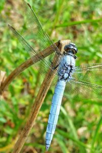 Close-up of damselfly on grass