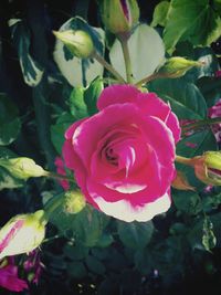 Close-up of rose blooming outdoors