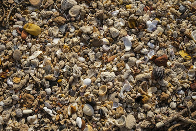 Full frame shot of pebbles on beach